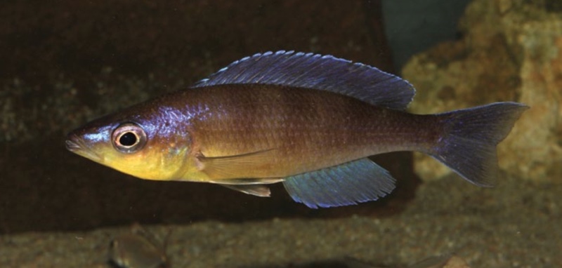 Cyprichromis sp. 'kibishi' Bilila (Kavala) Island